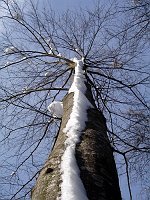 Prima sciata sulle nevi della pista di fondo di Zambla (9 dic. 08) - FOTOGALLERY